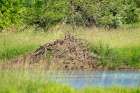 Ridgefield NWR, Ridgefield, Washington. North American Beaver lodge in a pond Art Print